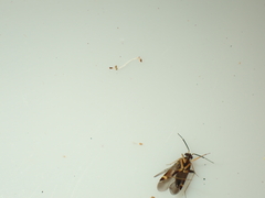 Ausejanus albisignatus