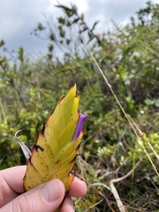 Tillandsia lajensis