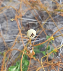 Cassytha filiformis