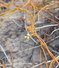 Cassytha filiformis