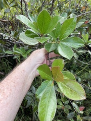Psidium cattleyanum
