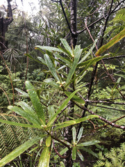 Myrsine salicina