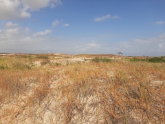 Cassytha filiformis