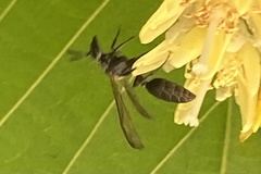 Polybia scutellaris
