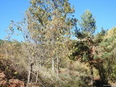 Adenocarpus hispanicus