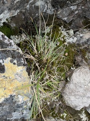 Carex lachenalii
