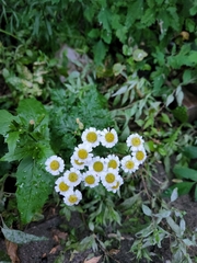Tanacetum parthenium