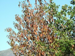 Prunus avium