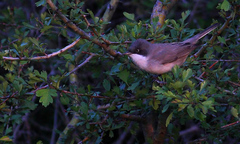 Curruca crassirostris