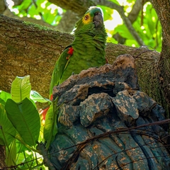 Amazona aestiva
