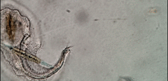 Peritromus tetramacronucleatus