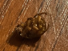 Odonteus