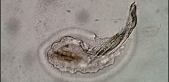Peritromus tetramacronucleatus
