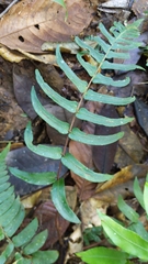 Blechnum occidentale