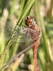 Sympetrum frequens