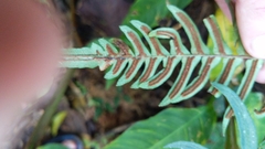 Blechnum occidentale