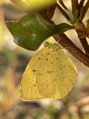 Eurema mandarina