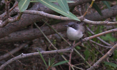 Curruca crassirostris