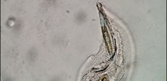 Peritromus tetramacronucleatus