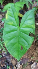 Xanthosoma sagittifolium