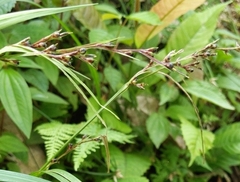 Paspalum paniculatum