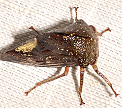 Telamona monticola