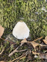 Lycoperdon pratense