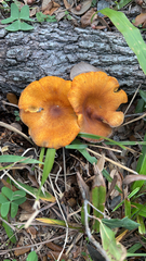 Marasmiineae