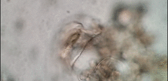 Peritromus tetramacronucleatus