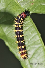 Siproeta epaphus trayja