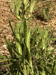 Pseudognaphalium californicum