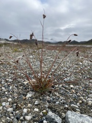Luzula spicata