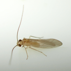 Caeciliusidae