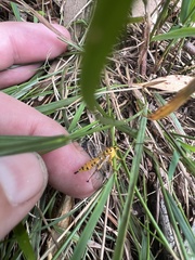 Xanthopimpla rhopaloceros