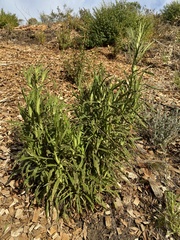 Pseudognaphalium californicum