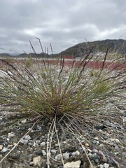 Poa glauca