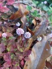 Persicaria capitata