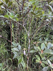 Psidium cattleyanum