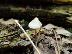 Mycena niveipes