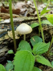 Mycena niveipes