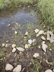 Sparganium hyperboreum