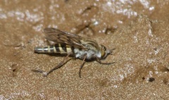 Therevinae