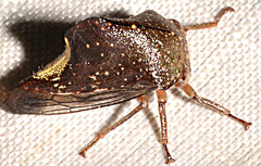 Telamona monticola