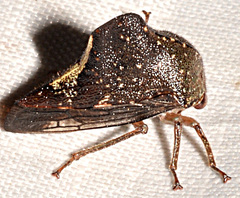 Telamona monticola