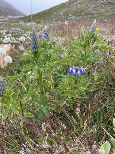 Nootka Lupine (Lupinus nootkatensis)