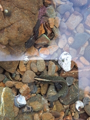 Acanthoclinus fuscus