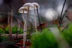 Mycena
