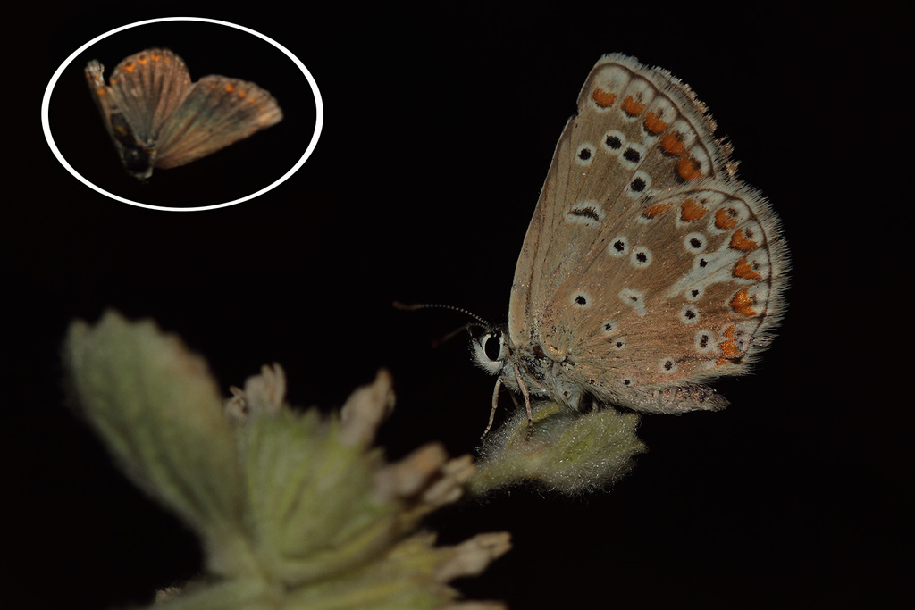 Anatolian False Argus