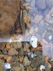 Acanthoclinus fuscus