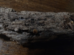 Crepidotus sublatifolius